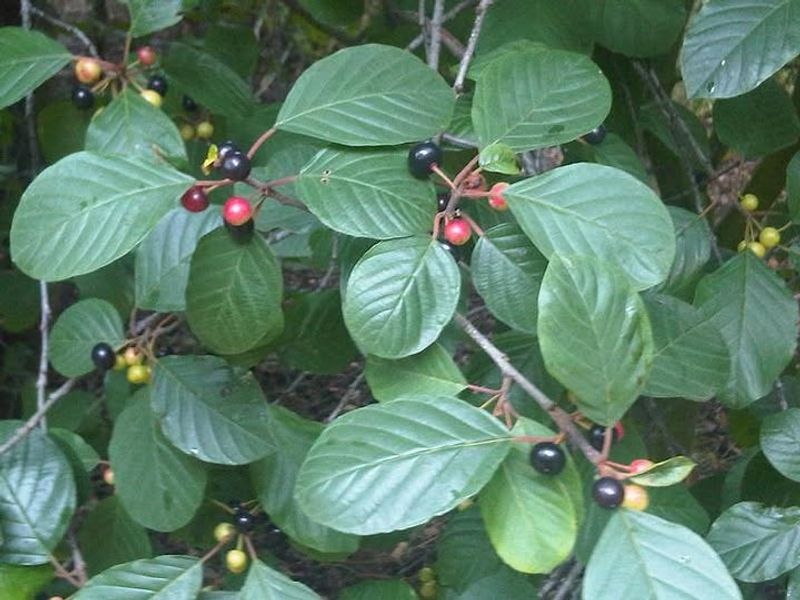 Glossy Buckthorn Is A Fast-Moving Invader