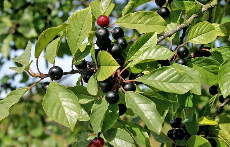 Glossy Buckthorn (Frangula alnus)
