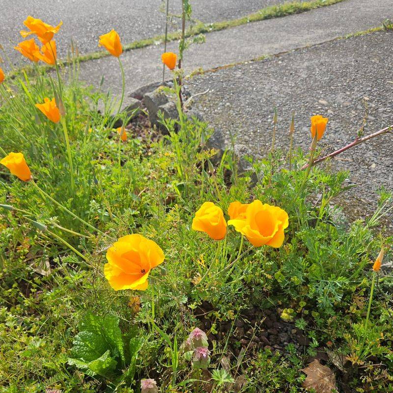 California Poppy Keeps Bright Blooms Going For Months