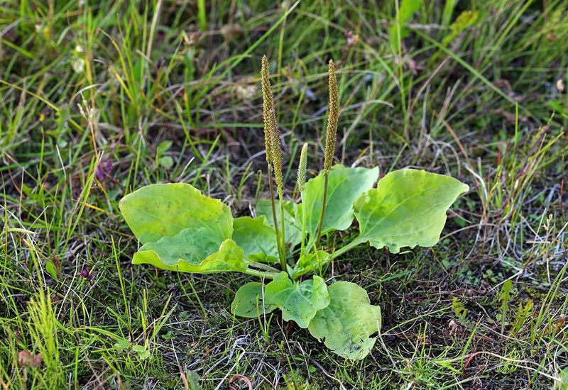 Broadleaf Plantain With Tough Leaves That Hug The Soil