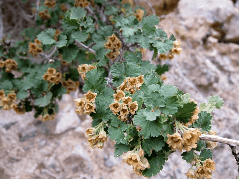 Few-Flowered Ninebark Supports Moths With Shrubby Charm