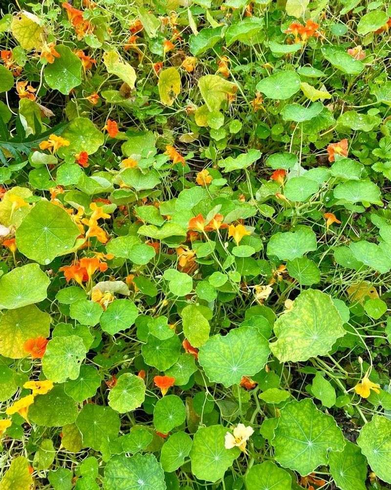 Trap Crops Attract Pests Away From Your Main Plants