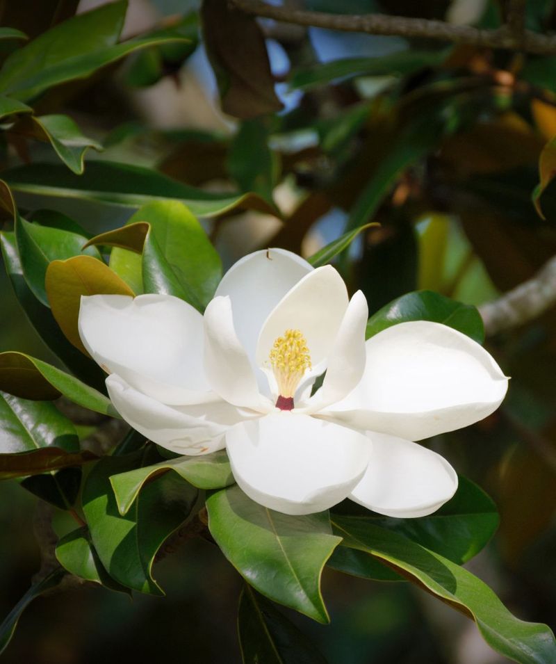 Southern Magnolia