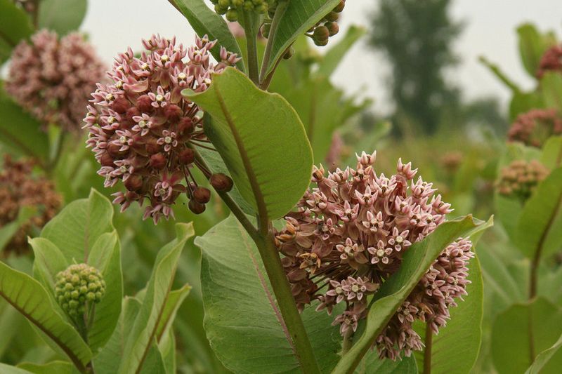 Common Milkweed