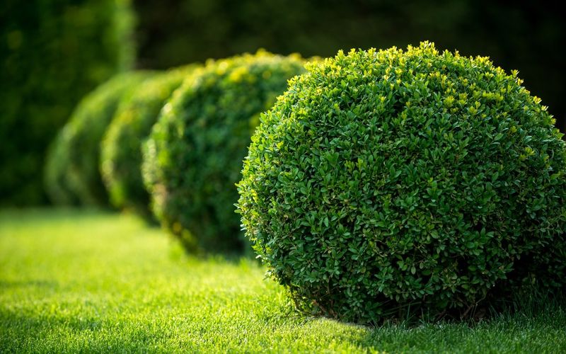 Boxwood Holds Its Shape Better
