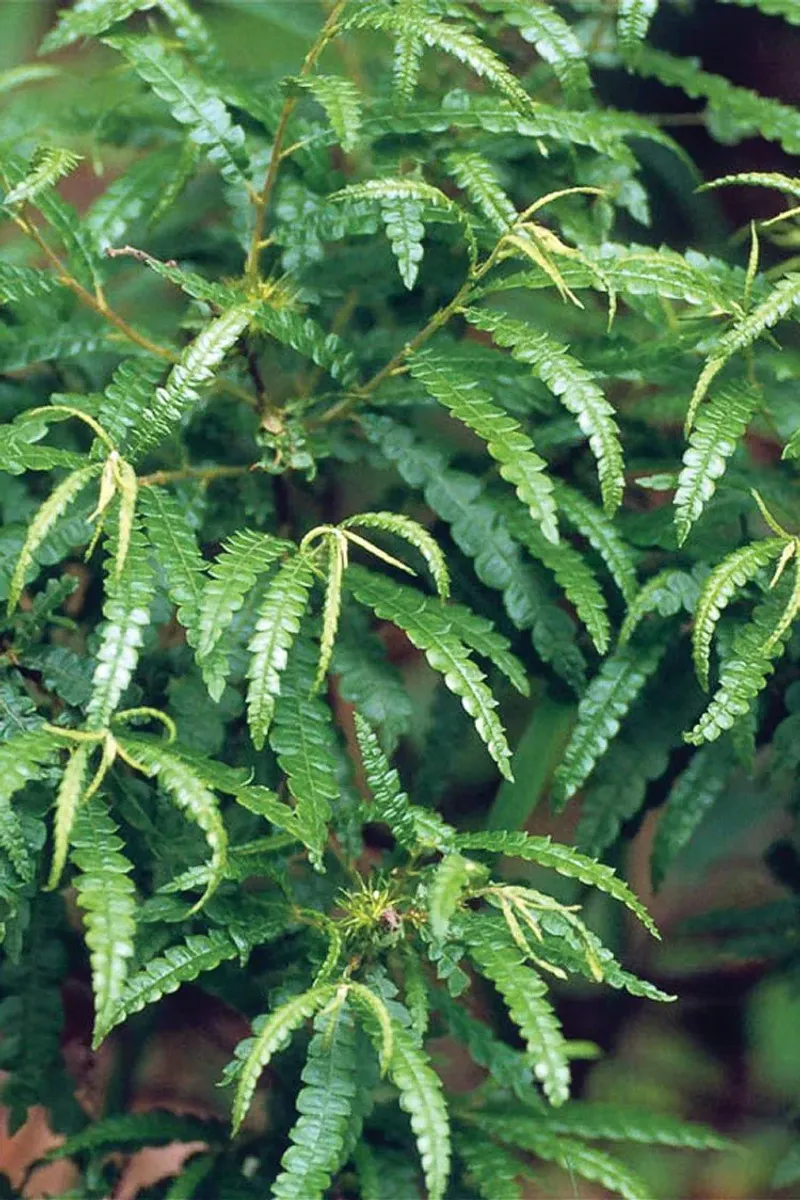 Sweetfern (Comptonia peregrina)