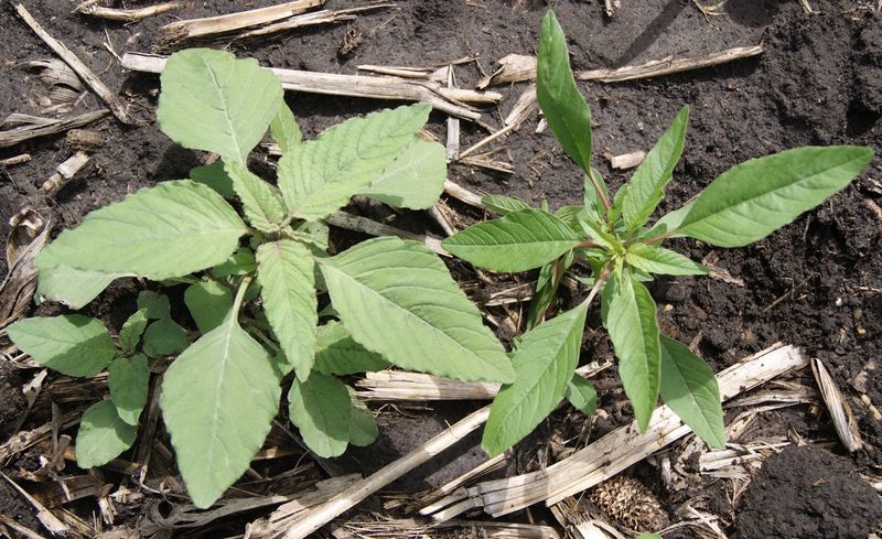 Redroot Pigweed