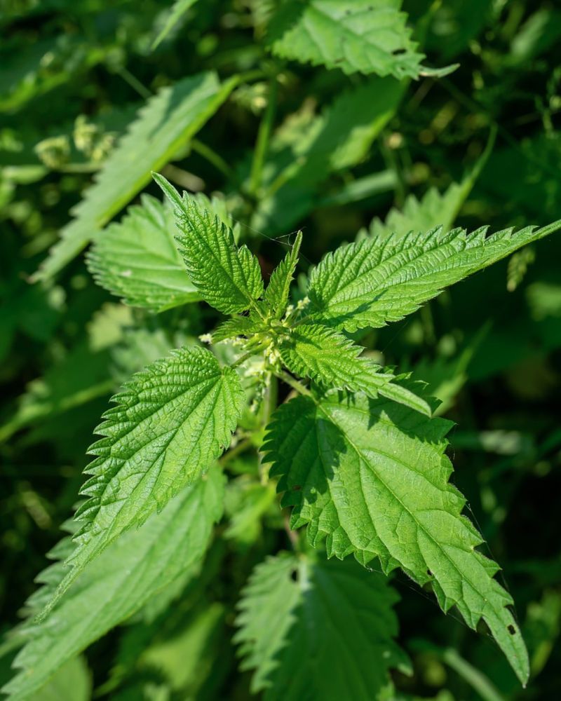 Stinging Nettle