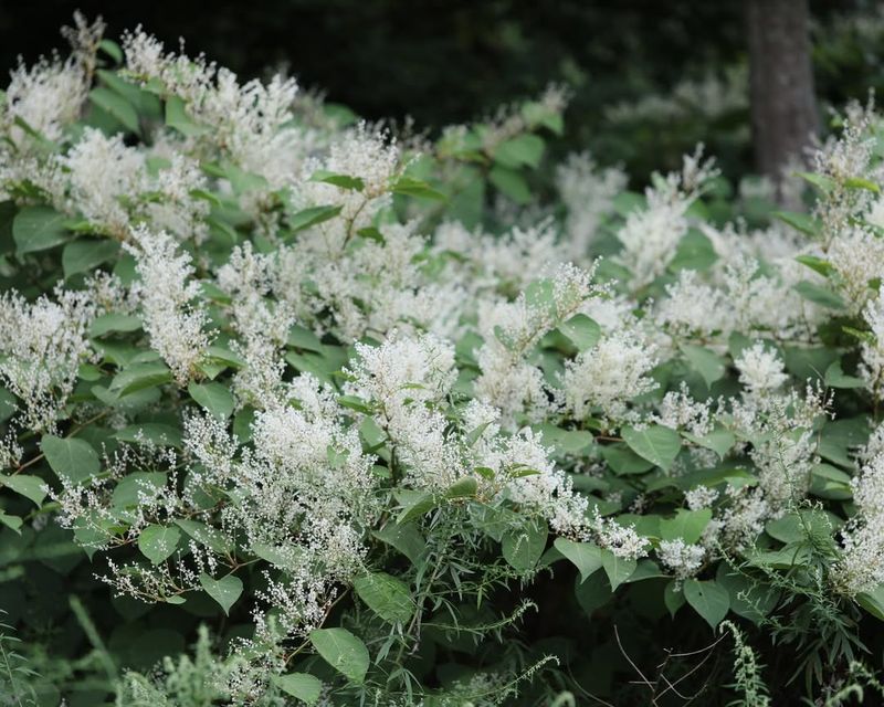 Japanese Knotweed (Fallopia Japonica)