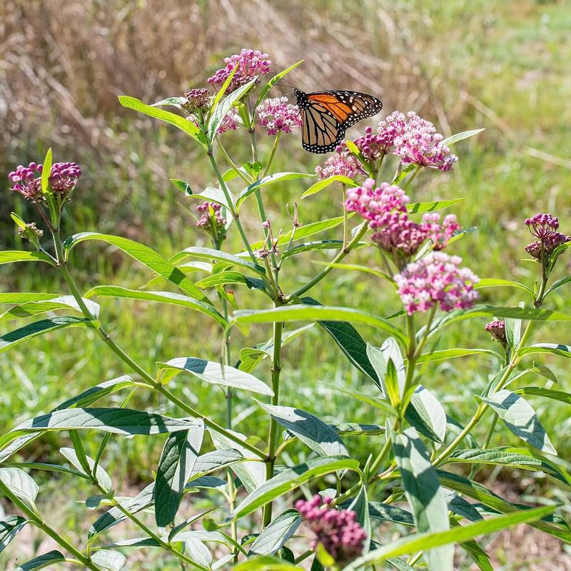 How Planting Milkweed Helps Save Butterflies In Pennsylvania