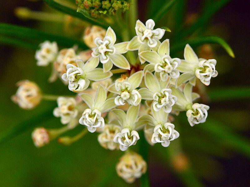 Whorled Milkweed Adds Fine Texture And Easy Charm