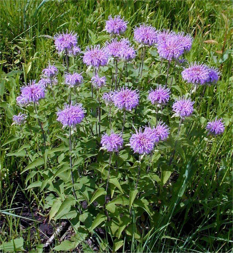 Wild Bergamot