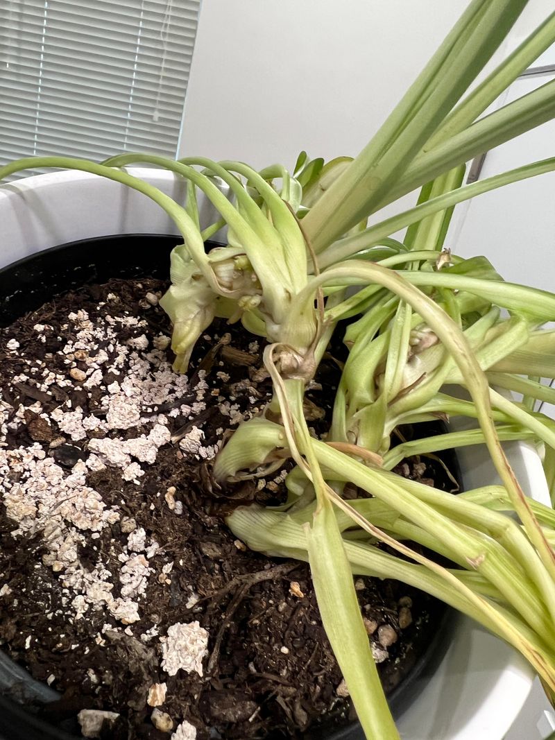 Too Much Water Starts A Slow Decline