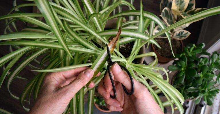 Common Mistakes North Carolina Gardeners Make That Are Hurting Their Spider Plants