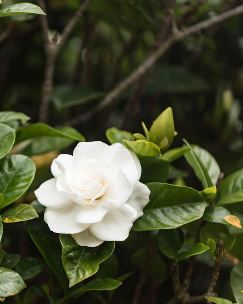 Planting In Full Harsh Afternoon Sun