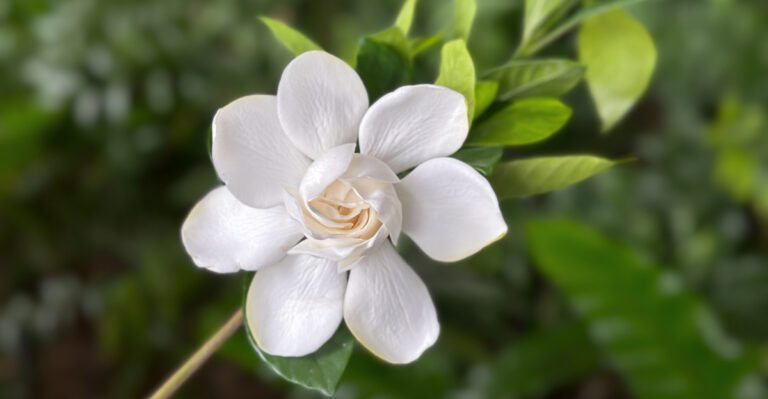 gardenia