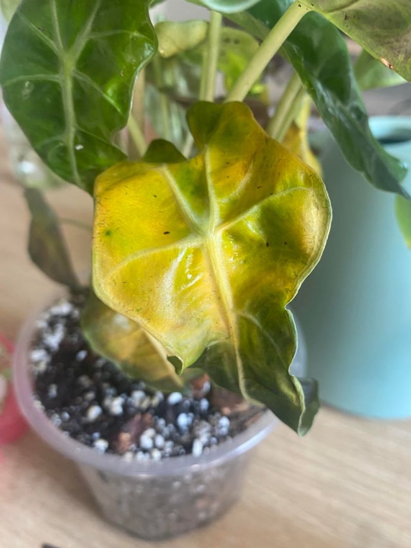 Giving Inconsistent Water