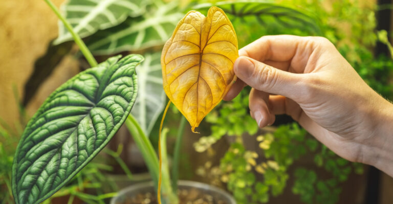 Common Mistakes Texas Plant Owners Make With Alocasia Indoors