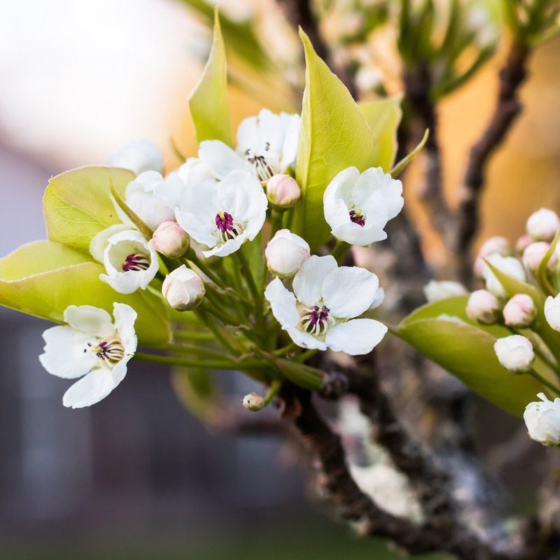 Western Crabapple Spring Blossoms With Pollinator Appeal