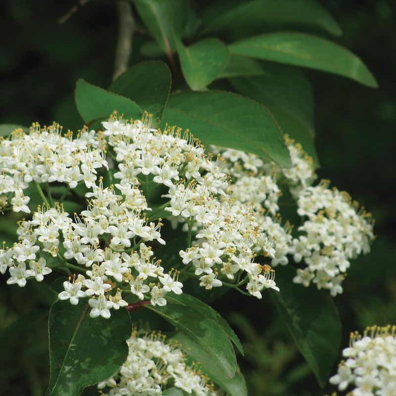 Arrowwood Viburnum (Viburnum Dentatum)
