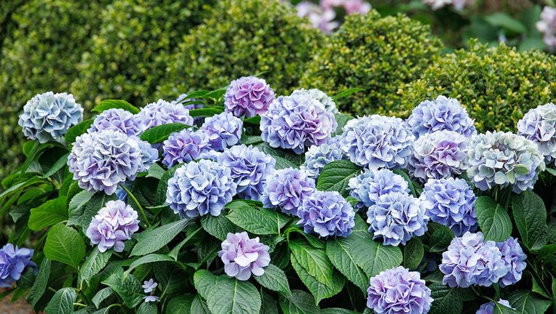 Can You Still Grow Hydrangeas In El Paso?