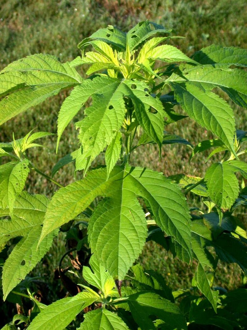 Giant Ragweed Growing Tall And Hard To Miss