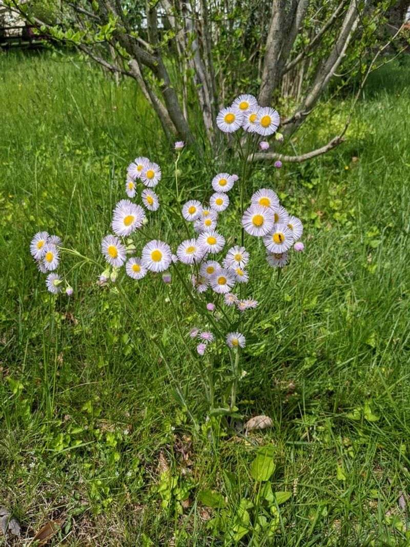 Hairy Fleabane