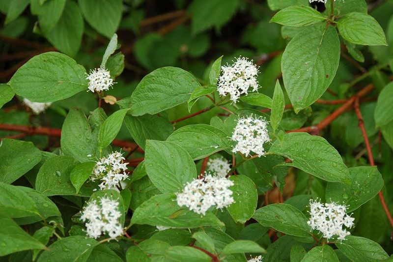 Red-Osier Dogwood (Cornus Sericea)