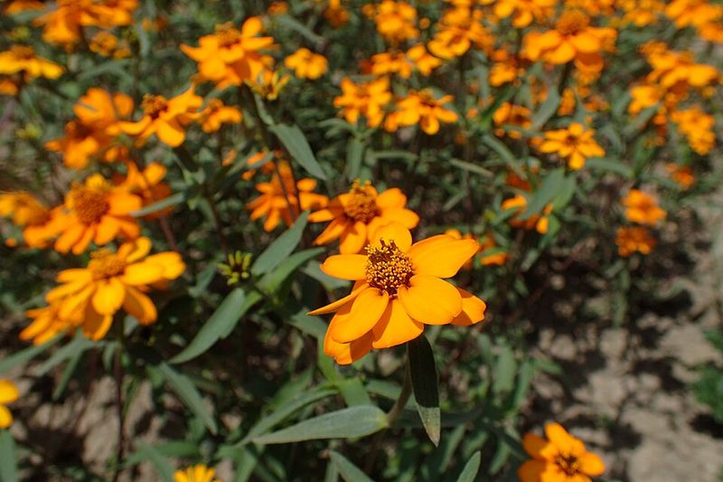 Narrowleaf Zinnias Handle Heat With Easy Charm