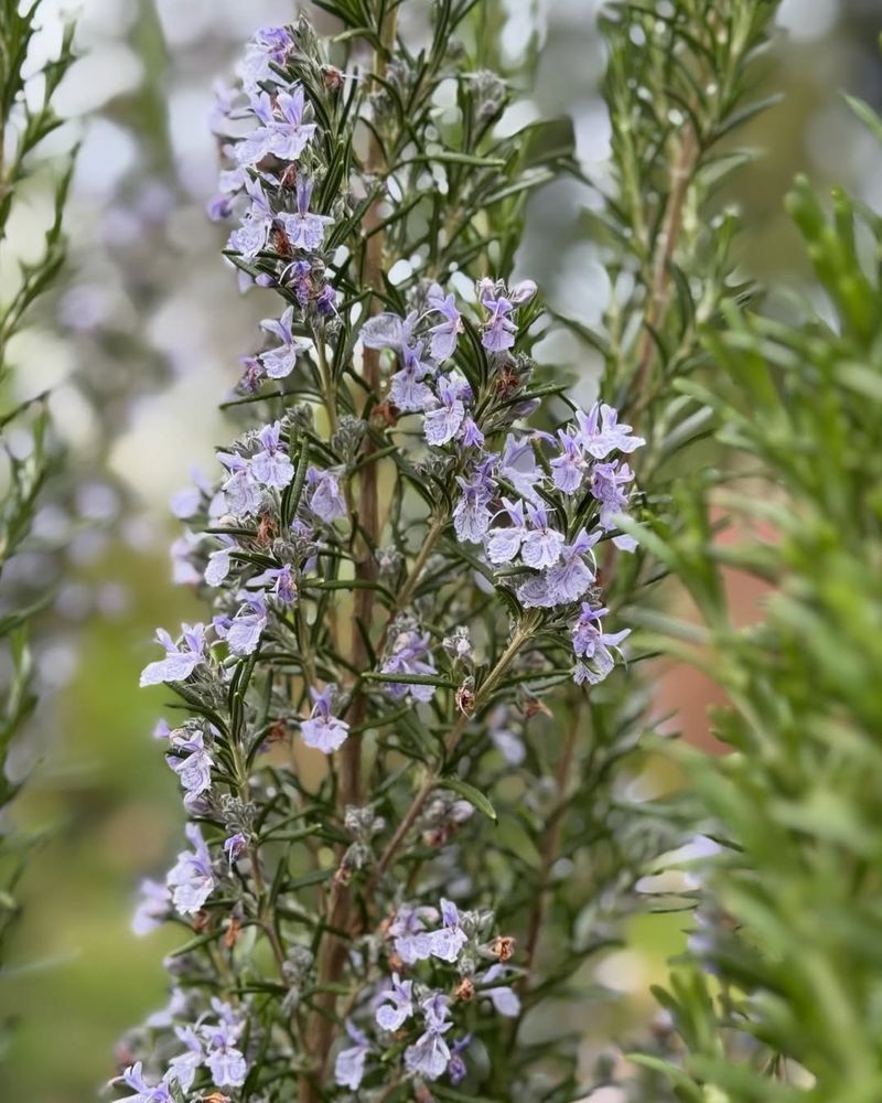 Evergreen Leaves Keep Year Round Color