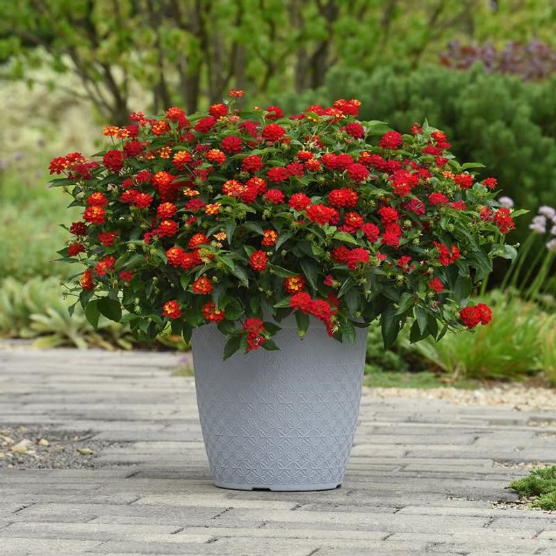 It Keeps Producing Flowers Even As Summer Heat Builds