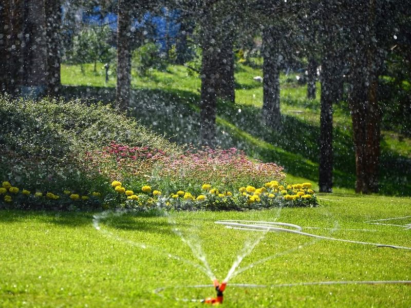 Switch To Deep Infrequent Watering To Strengthen Roots