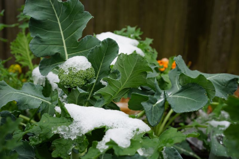 Cold Weather Naturally Slows Vegetable Growth