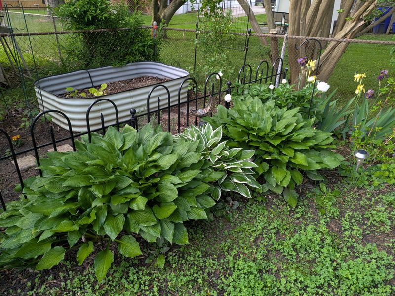 Aging Plants Benefit From Division And Resetting