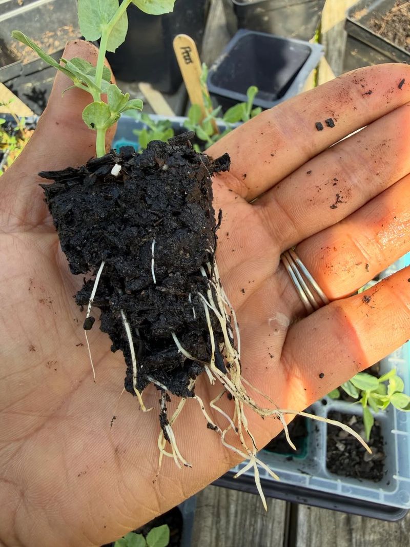 Roots Struggle In Dense Soil