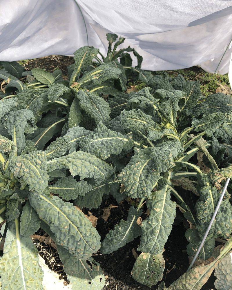 Crop Rotation With Cover Crops Improves Soil Health