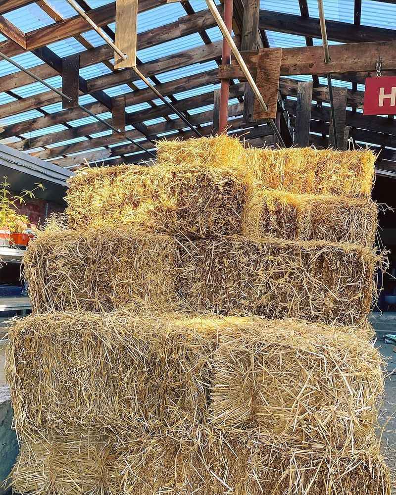 Organic Mulch Helps Keep Roots Cooler In Heat