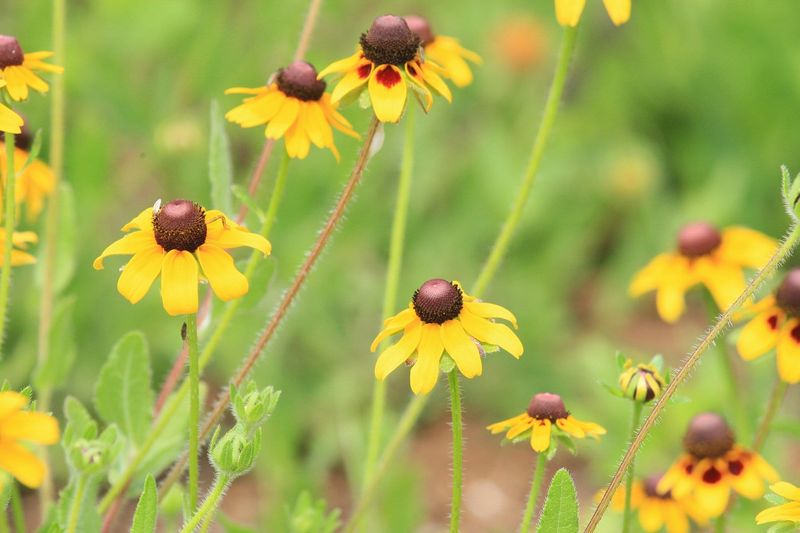 Black-Eyed Susan 