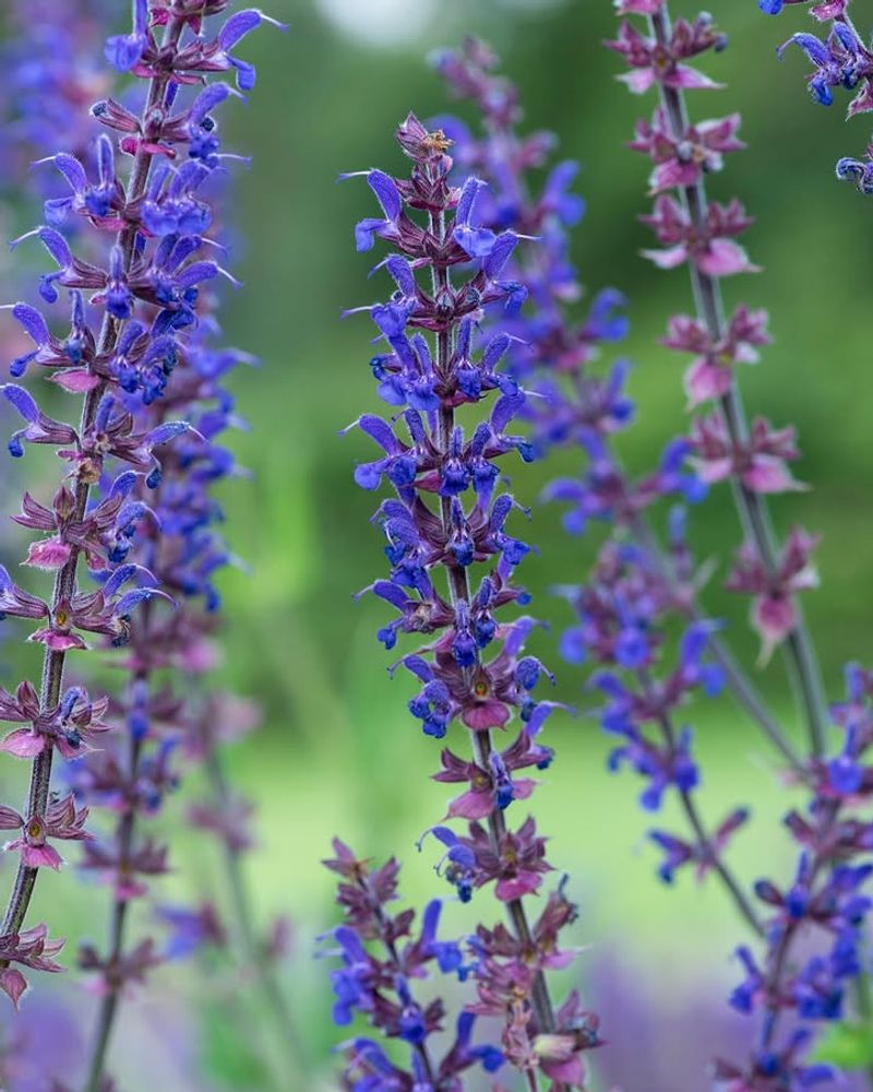 Salvia