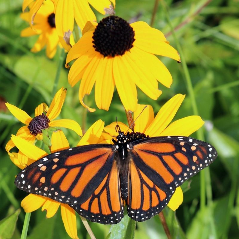 Black Eyed Susan Attracts Pollinators And Late Season Birds