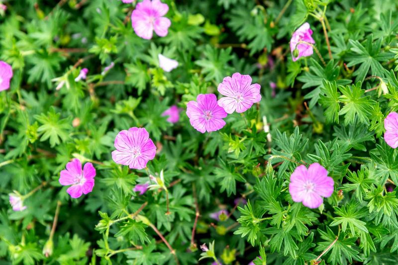 Hardy Geranium Spreads Gently With Steady Pink Flowers