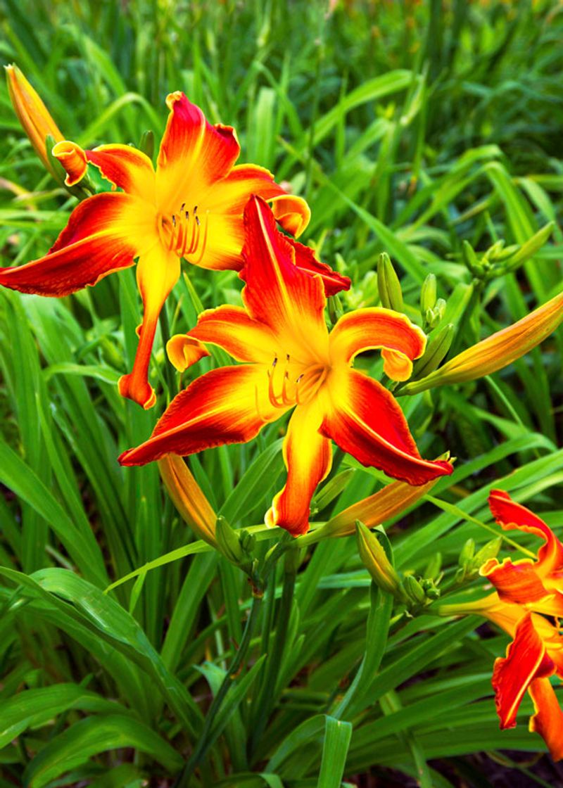 Daylilies