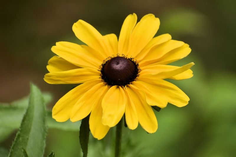Black-Eyed Susan (Rudbeckia Hirta)