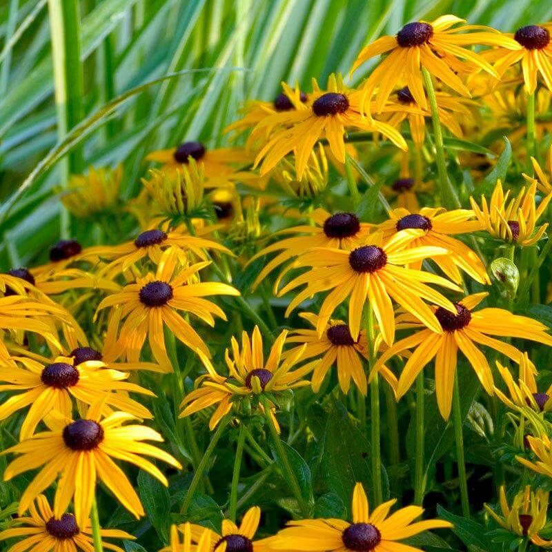 Black-Eyed Susan (Rudbeckia Spp.)