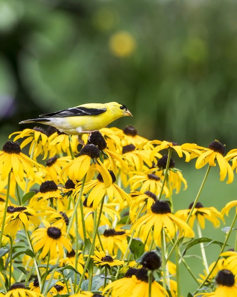 Black-Eyed Susan (Rudbeckia Hirta)