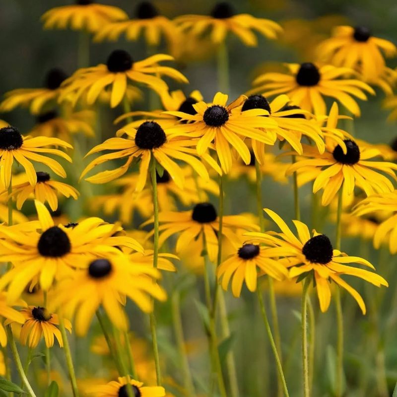 Black-Eyed Susan (Rudbeckia Hirta)