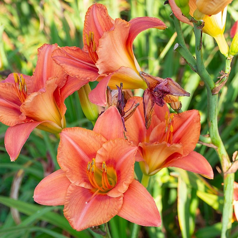 Daylilies (Hemerocallis)