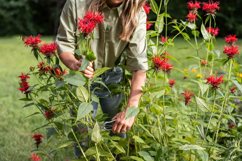 Bee Balm Grows Better With Regular Division