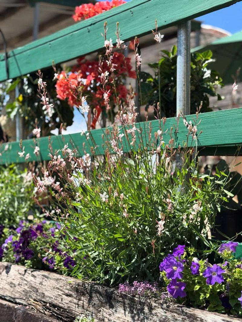 Gaura Maintains Airy Fullness With Low Water Needs