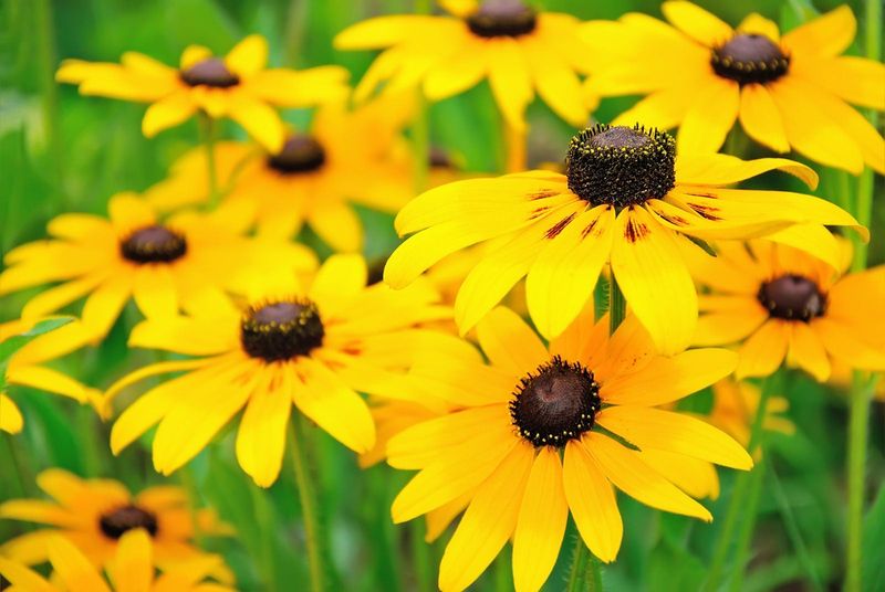 Black Eyed Susan Blooms Strong All Summer